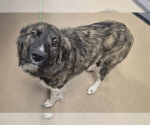 Border Collie Dogs for adoption in Decatur, IL, USA