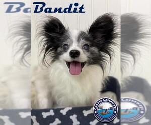 Papillon Dogs for adoption in Arcadia, FL, USA