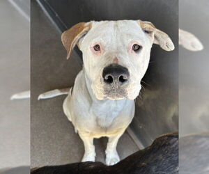 Mastiff-Unknown Mix Dogs for adoption in San Bernardino, CA, USA