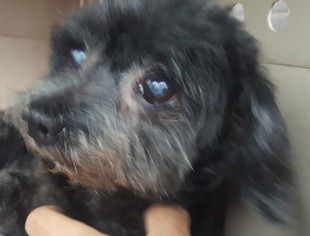 Maltese Dogs for adoption in Morgantown WV, PA, USA