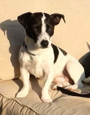 Jack-Rat Terrier Dogs for adoption in Denton, TX, USA