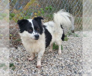 Pomeranian Dogs for adoption in Lake City, MI, USA