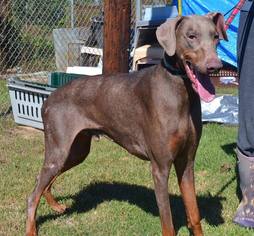 Doberman Pinscher Dogs for adoption in pomfret, CT, USA