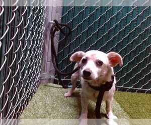 Chihuahua Dogs for adoption in Downey, CA, USA