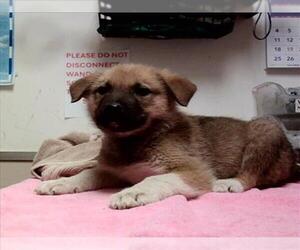 German Shepherd Dog-Unknown Mix Dogs for adoption in Martinez, CA, USA