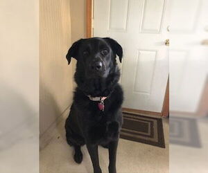 German Shepherd Dog-Unknown Mix Dogs for adoption in Evansville, IN, USA
