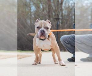 American Bulldog-Unknown Mix Dogs for adoption in Derwood, MD, USA