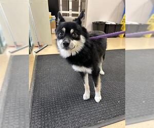 Pomeranian-Unknown Mix Dogs for adoption in Placerville, CA, USA