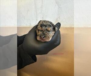 Labrottie Dogs for adoption in San Bernardino, CA, USA