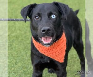 Aussiedor Dogs for adoption in Washington, DC, USA