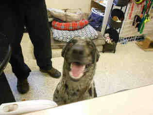Catahoula Leopard Dog Dogs for adoption in Georgetown, TX, USA