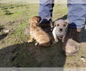 Boston Huahua Dogs for adoption in Lakeport, CA, USA