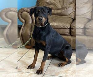 Rottweiler Dogs for adoption in Goodyear, AZ, USA
