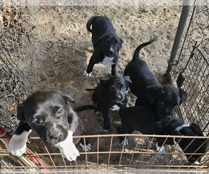 American Pit Bull Terrier-Labrador Retriever Mix Dogs for adoption in Melrose, FL, USA