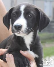 Lab-Pointer Dogs for adoption in Washington, DC, USA