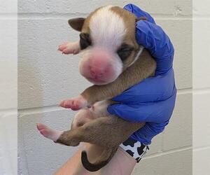 American Staffordshire Terrier-Unknown Mix Dogs for adoption in Houston, TX, USA