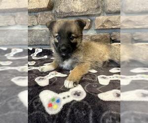German Shepherd Dog Dogs for adoption in Stockton, CA, USA