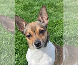 Jack-Rat Terrier Dogs for adoption in Portland, IN, USA