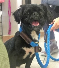 Shih Tzu Dogs for adoption in Princeton, MN, USA