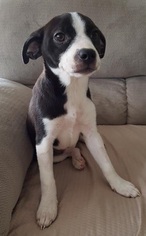 Medium Photo #1 Labrador Retriever-Unknown Mix Puppy For Sale in Katy, TX, USA
