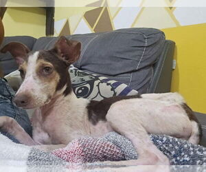 Mutt Dogs for adoption in New York, NY, USA