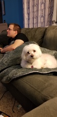 Maltese Dogs for adoption in Newport, KY, USA