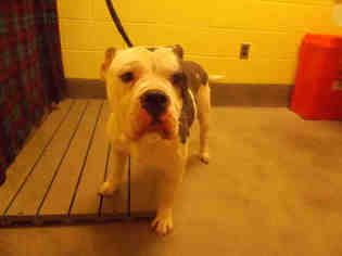 Olde Bulldog Dogs for adoption in Forestville, MD, USA