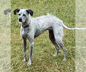 German Wirehaired Pointer-Unknown Mix Dogs for adoption in Missouri City, TX, USA