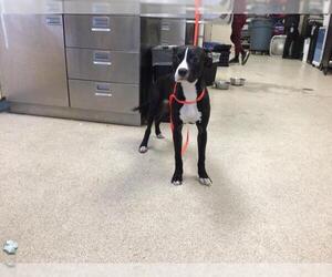 American Pit Bull Terrier Dogs for adoption in Riverside, CA, USA