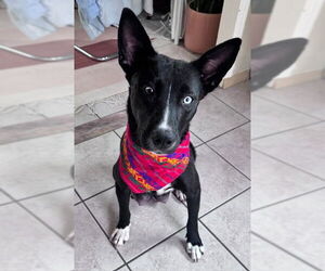 Siberian Husky-Unknown Mix Dogs for adoption in San Diego, CA, USA