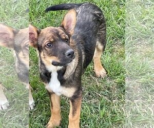 German Shepherd Dog-Unknown Mix Dogs for adoption in Chama, NM, USA