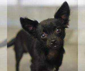 Chihuahua-Unknown Mix Dogs for adoption in San Antonio, TX, USA