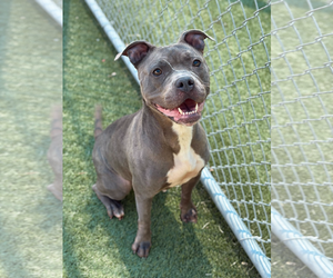 American Pit Bull Terrier-Unknown Mix Dogs for adoption in NEWPORT NH, NH, USA