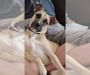 Black Mouth Cur-Unknown Mix Dogs for adoption in Fort Collins, CO, USA