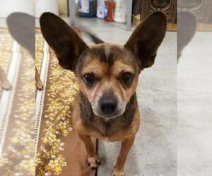 Chihuahua Dogs for adoption in Augusta, WV, USA