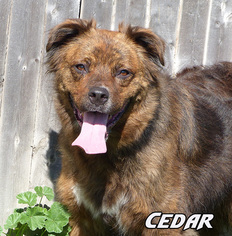 Chow Chow Dogs for adoption in Mason, MI, USA