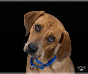 Coonhound Dogs for adoption in Claremore, OK, USA