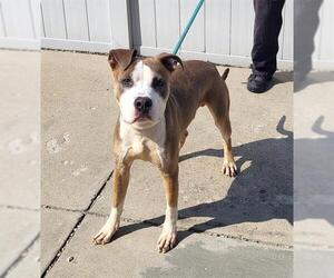 American Pit Bull Terrier Dogs for adoption in Louisville, KY, USA