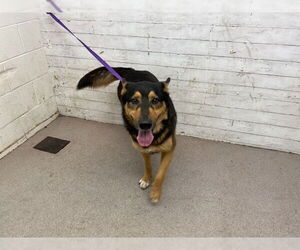 German Shepherd Dog-Unknown Mix Dogs for adoption in San Bernardino, CA, USA
