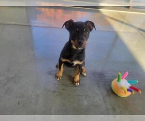 Rottweiler-Unknown Mix Dogs for adoption in Santa Clara, CA, USA