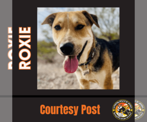 German Shepherd Dog-Unknown Mix Dogs for adoption in Chandler, AZ, USA