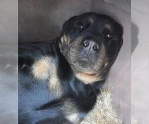 Rottweiler Dogs for adoption in Stockport, OH, USA