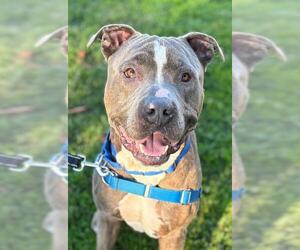 American Pit Bull Terrier Dogs for adoption in Alameda, CA, USA
