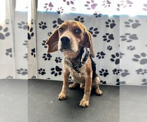 Beagle Dogs for adoption in Tracy City, TN, USA