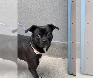 Pug-Unknown Mix Dogs for adoption in Las Vegas, NV, USA