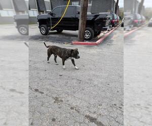 American Staffordshire Terrier-Unknown Mix Dogs for adoption in San Antonio, TX, USA