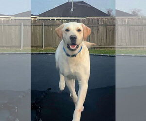Labrador Retriever Dogs for adoption in New Orleans, LA, USA