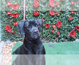 Mutt Dogs for adoption in Charlotte, NC, USA