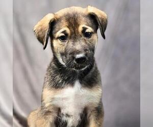 Medium Photo #7 Boxer-Unknown Mix Puppy For Sale in San Diego, CA, USA