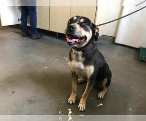 Shepradors Dogs for adoption in Camarillo, CA, USA